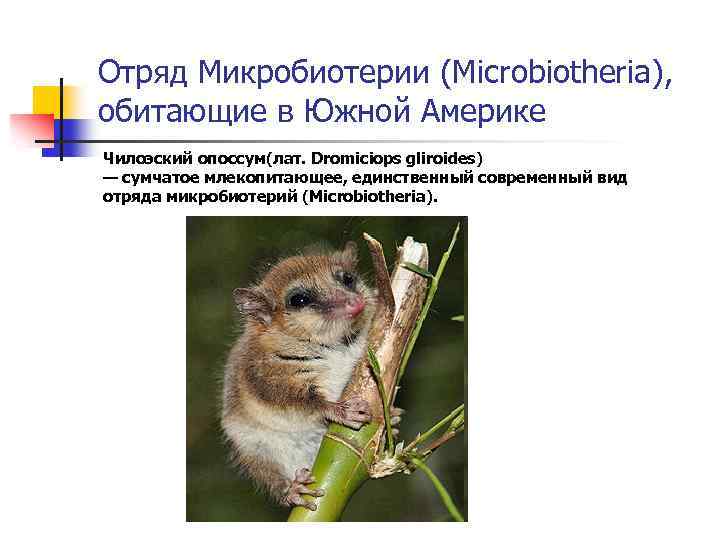 Отряд Микробиотерии (Microbiotheria), обитающие в Южной Америке Чилоэский опоссум(лат. Dromiciops gliroides) — сумчатое млекопитающее,