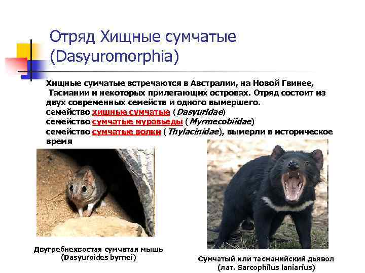 Отряд Хищные сумчатые (Dasyuromorphia) Хищные сумчатые встречаются в Австралии, на Новой Гвинее, Тасмании и