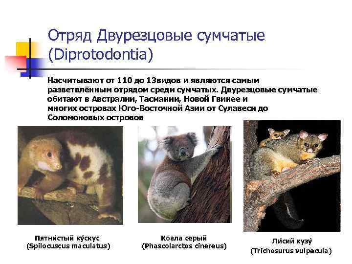Отряд Двурезцовые сумчатые (Diprotodontia) Насчитывают от 110 до 13 видов и являются самым разветвлённым