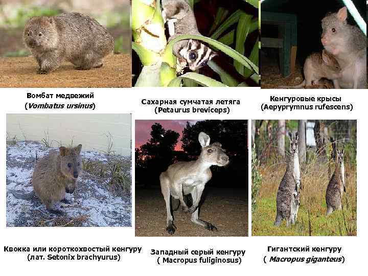 Вомбат медвежий (Vombatus ursinus) Квокка или короткохвостый кенгуру (лат. Setonix brachyurus) Сахарная сумчатая летяга