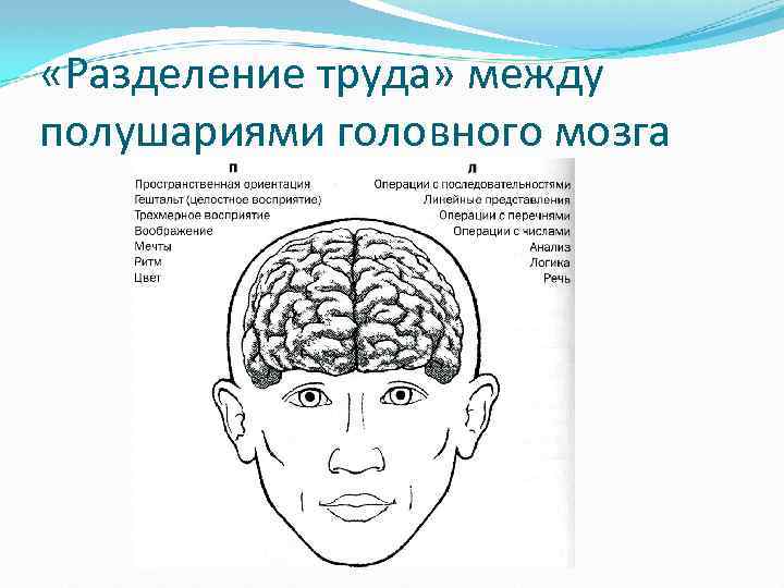 В переднем мозге полушария отсутствуют. Перемычка между полушариями мозга. Что между полушариями мозга. Разделение полушарий. Разделение мозга на правое и левое полушарие.