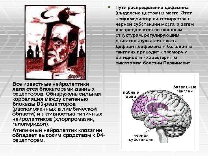 § Пути распределения дофамина (выделено цветом) в мозге. Этот нейромедиатор синтезируется в черной субстанции