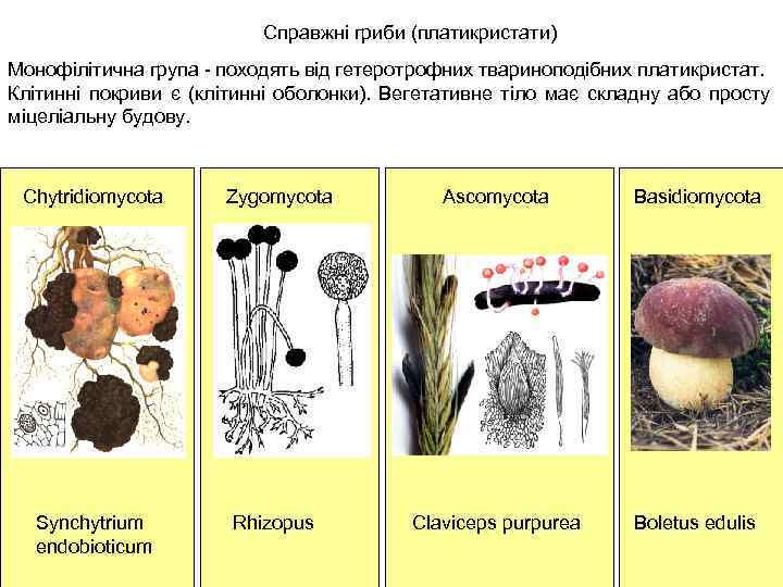 Справжні гриби (платикристати) Монофілітична група - походять від гетеротрофних твариноподібних платикристат. Клітинні покриви є