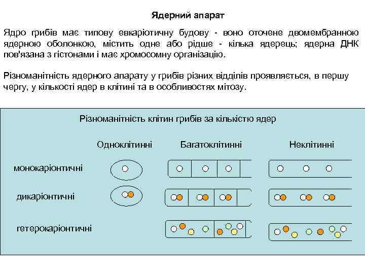 Ядерний апарат Ядро грибів має типову евкаріотичну будову - воно оточене двомембранною ядерною оболонкою,