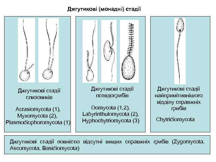 Джгутикові (монадні) стадії Джгутикові стадії слизовиків Acrasiomycota (1), Myxomycota (2), Plasmodiophoromycota (1) Джгутикові стадії