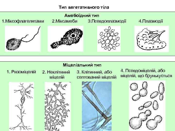 Тип вегетативного тіла 1. Міксофлагелятами Амебоїдний тип 2. Міксамеби 3. Псевдоплазмодії 4. Плазмодії Міцеліальний