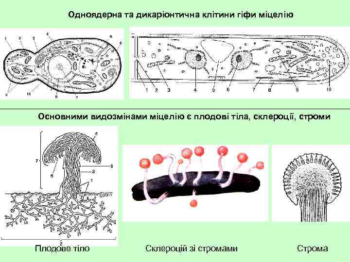 Одноядерна та дикаріонтична клітини гіфи міцелію Основними видозмінами міцелію є плодові тіла, склероції, строми