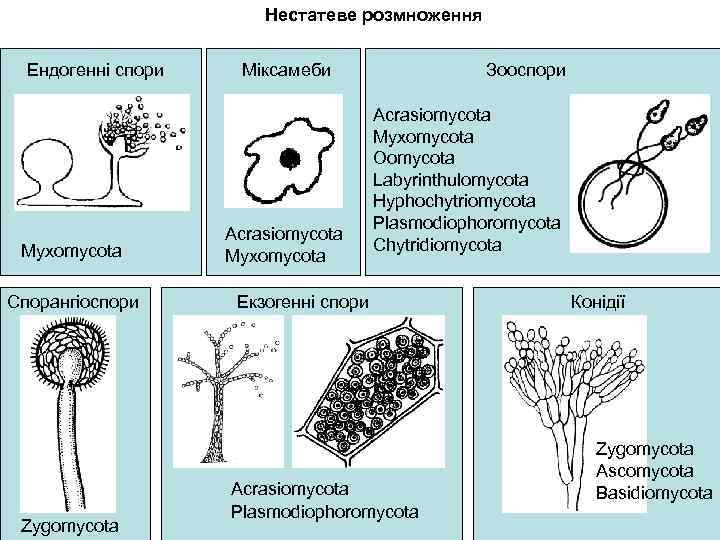 Нестатеве розмноження Ендогенні спори Myxomycota Спорангіоспори Zygomycota Міксамеби Acrasiomycota Myxomycota Зооспори Acrasiomycota Myxomycota Oomycota