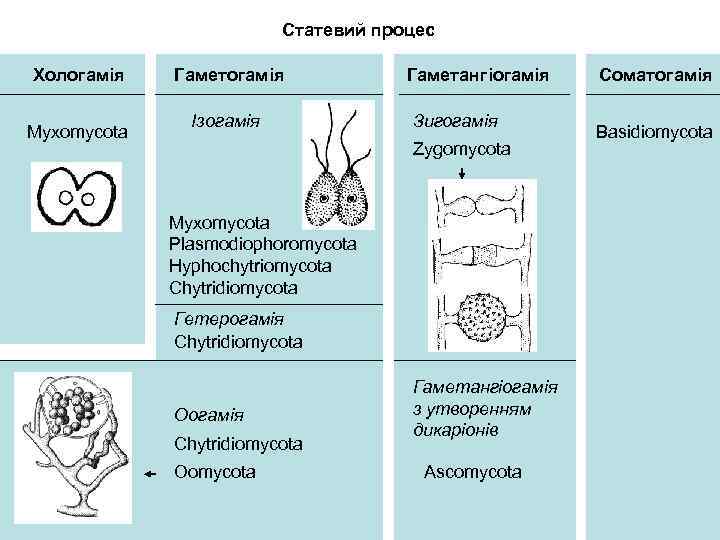 Статевий процес Хологамія Myxomycota Гаметогамія Ізогамія Гаметангіогамія Зигогамія Zygomycota Myxomycota Plasmodiophoromycota Hyphochytriomycota Chytridiomycota Гетерогамія