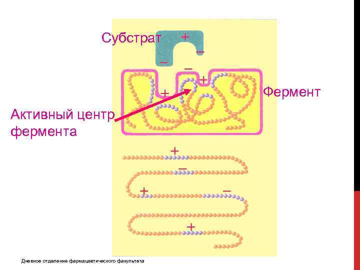 Субстрат Фермент Активный центр фермента Дневное отделение фармацевтического факультета 