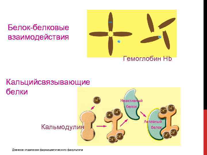 Белок-белковые взаимодействия Гемоглобин Hb Кальцийсвязывающие белки Кальмодулин Дневное отделение фармацевтического факультета 