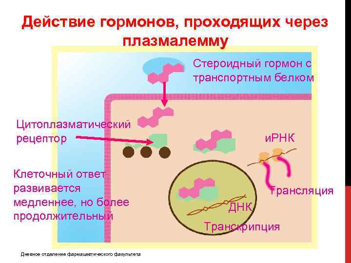 Действие гормонов, проходящих через плазмалемму Стероидный гормон с транспортным белком Цитоплазматический рецептор Клеточный ответ