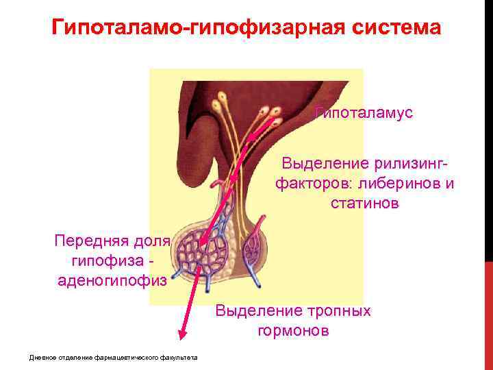 Гипоталамо-гипофизарная система Гипоталамус Выделение рилизингфакторов: либеринов и статинов Передняя доля гипофиза аденогипофиз Выделение тропных