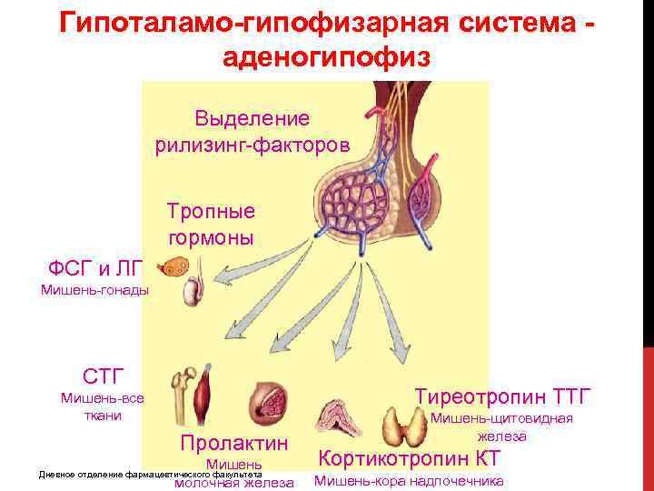 Гипоталамо-гипофизарная система аденогипофиз Выделение рилизинг-факторов Тропные гормоны ФСГ и ЛГ Мишень-гонады СТГ Тиреотропин ТТГ