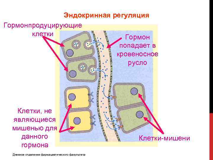 Эндокринная регуляция Гормонпродуцирующие клетки Гормон попадает в кровеносное русло Клетки, не являющиеся мишенью для