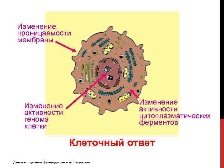 Изменение проницаемости мембраны Изменение активности цитоплазматических ферментов Изменение активности генома клетки Клеточный ответ Дневное