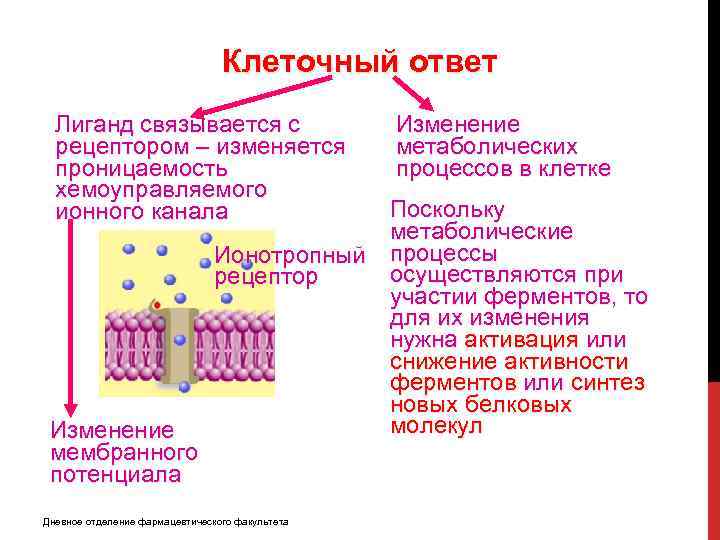 Особенности клеточного ответа. Тест мембранный потенциал клетки. Регуляция процессов в растительной клетке.