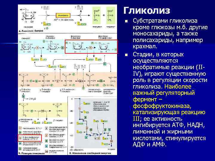 Биологическое окисление биохимия схема