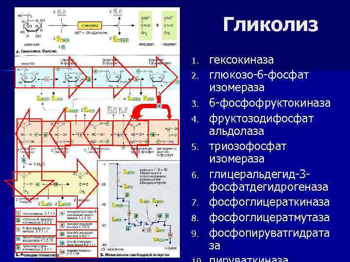 Гликолиз 1. 2. 3. 4. 5. 6. 7. 8. 9. гексокиназа глюкозо-6 -фосфат изомераза