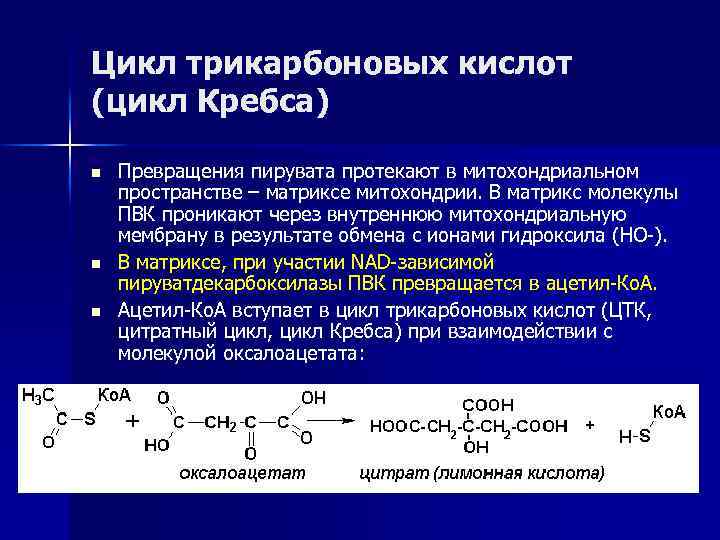 Цикл трикарбоновых кислот (цикл Кребса) n n n Превращения пирувата протекают в митохондриальном пространстве