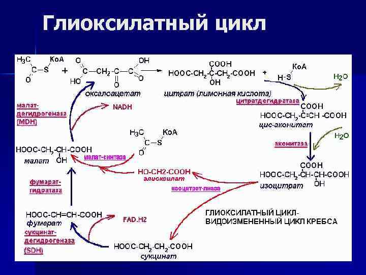 Схема глиоксилатного цикла