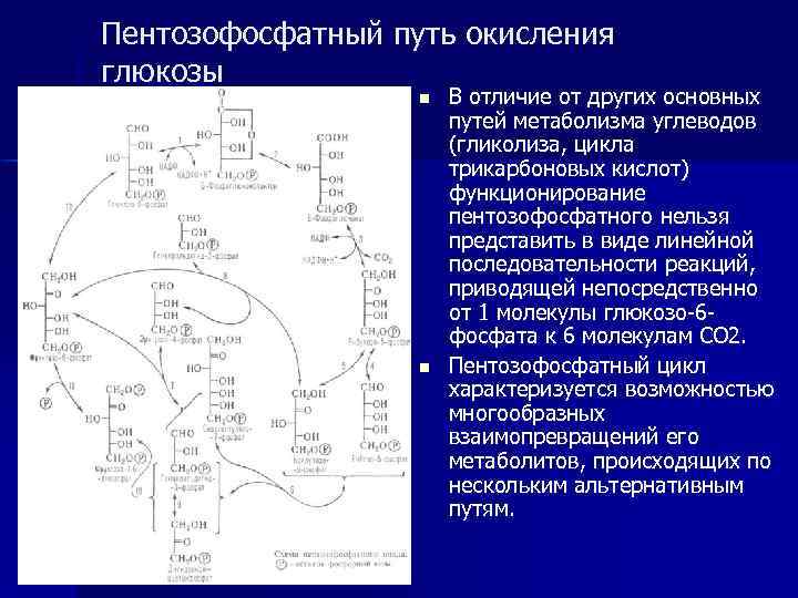 Гликолиз схема процесса ферменты и их локализация