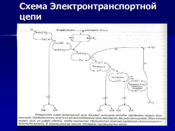Схема Электронтранспортной цепи 