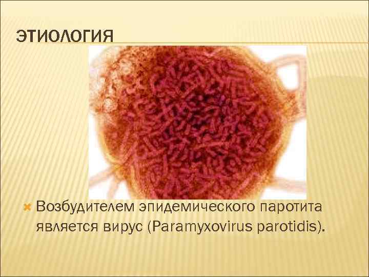 ЭТИОЛОГИЯ Возбудителем эпидемического паротита является вирус (Paramyxovirus parotidis). 