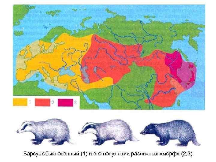 Барсук обыкновенный (1) и его популяции различных «морф» (2, 3) 