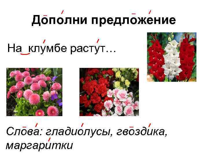 Дополни предложение На клумбе растут… Слова: гладиолусы, гвоздика, маргаритки 
