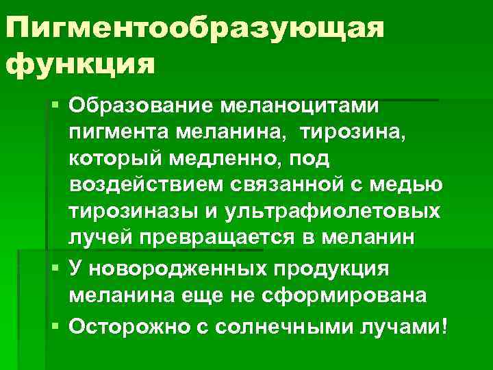 Пигментообразующая функция § Образование меланоцитами пигмента меланина, тирозина, который медленно, под воздействием связанной с