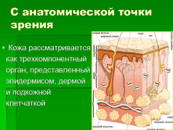 Первичные и вторичные морфологические элементы кожи презентация