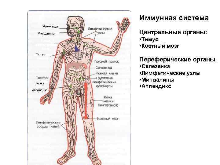 Иммунная система Аденоиды Миндалины Центральные органы: • Тимус • Костный мозг Тимус Переферические органы: