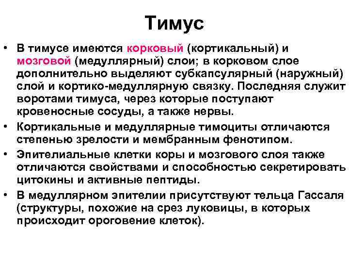Тимус • В тимусе имеются корковый (кортикальный) и мозговой (медуллярный) слои; в корковом слое