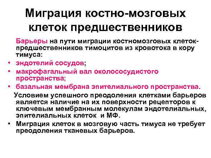 Миграция костно-мозговых клеток предшественников • • Барьеры на пути миграции костномозговых клетокпредшественников тимоцитов из