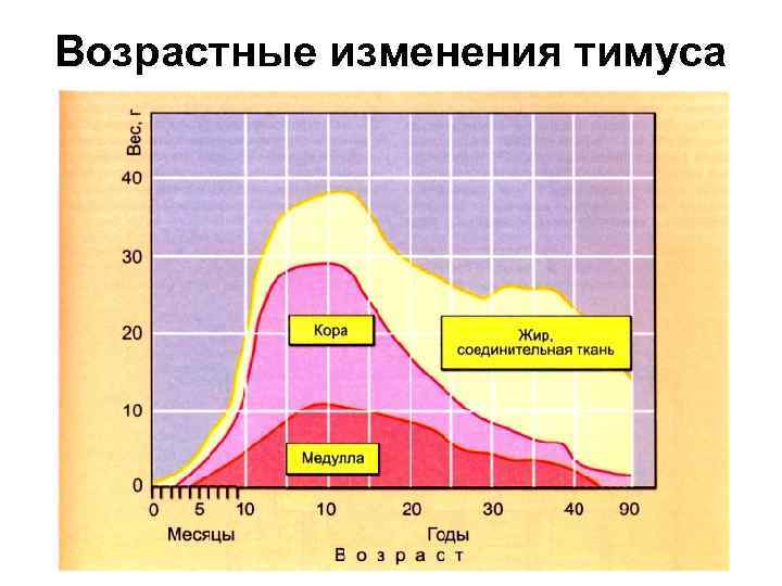 Возрастные изменения тимуса 