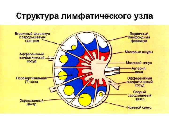 Структура лимфатического узла 