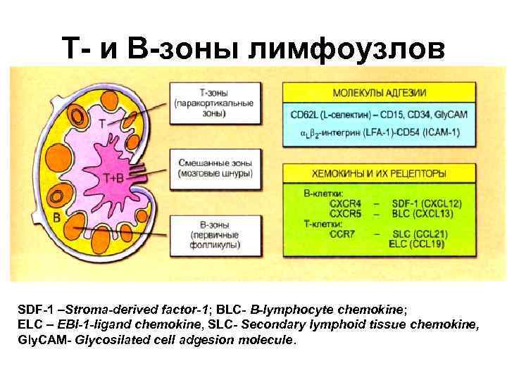 Т- и В-зоны лимфоузлов SDF-1 –Stroma-derived factor-1; BLC- B-lymphocyte chemokine; ELC – EBI-1 -ligand