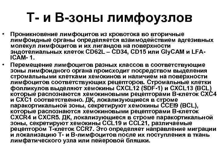 Т- и В-зоны лимфоузлов • Проникновение лимфоцитов из кровотока во вторичные лимфоидные органы определяется