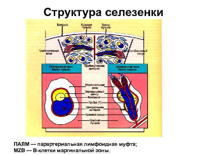 Структура селезенки ПАЛМ — парартериальная лимфоидная муфта; MZB — В-клетки маргинальной зоны. 