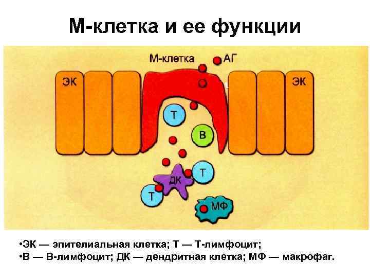 М клетки. М-клетки кишечника. Роль м клеток кишечника. М -клетка пейеровой бляшки.