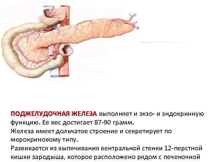 Поджелудочная железа структура. Поджелудочная железа анатомия функции. Поджелудочная железа выполняет функцию. Эндокринная функция поджелудочной железы. Поджелудочная железа строение и функции.