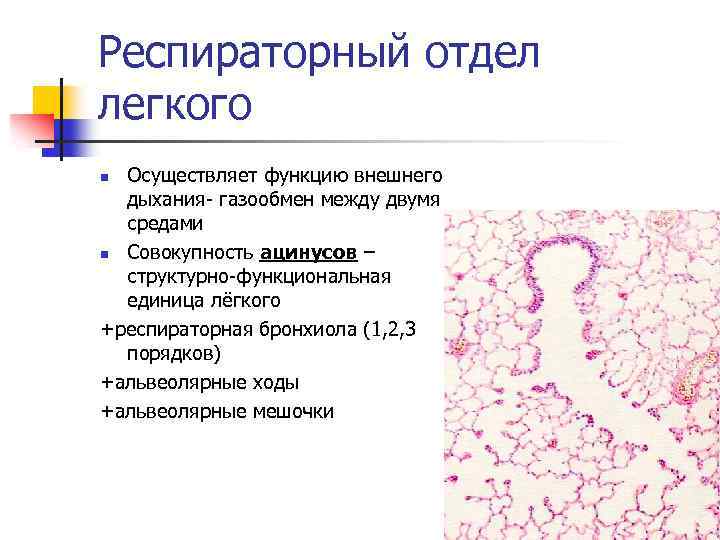 Респираторный отдел легкого Осуществляет функцию внешнего дыхания- газообмен между двумя средами n Совокупность ацинусов