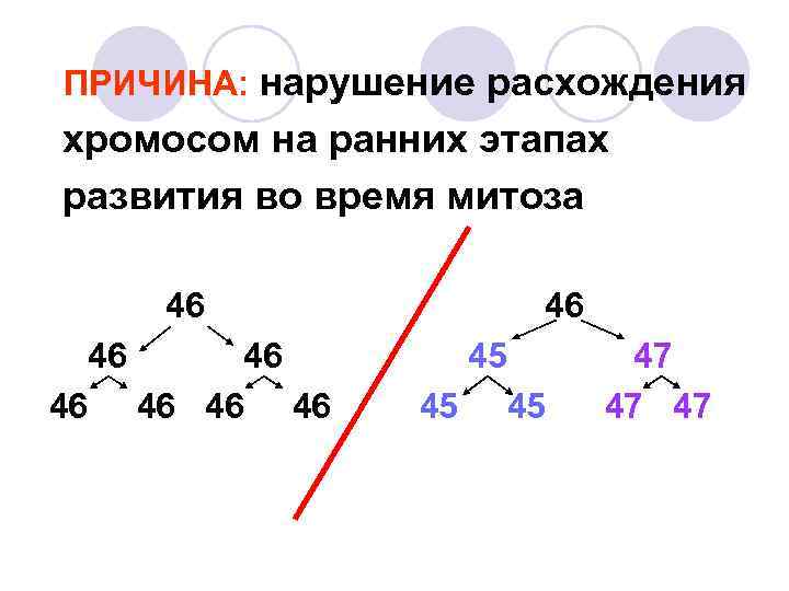 ПРИЧИНА: нарушение расхождения хромосом на ранних этапах развития во время митоза 46 46 45