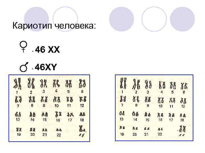 Кариотип человека: - 46 XX - 46 XY 