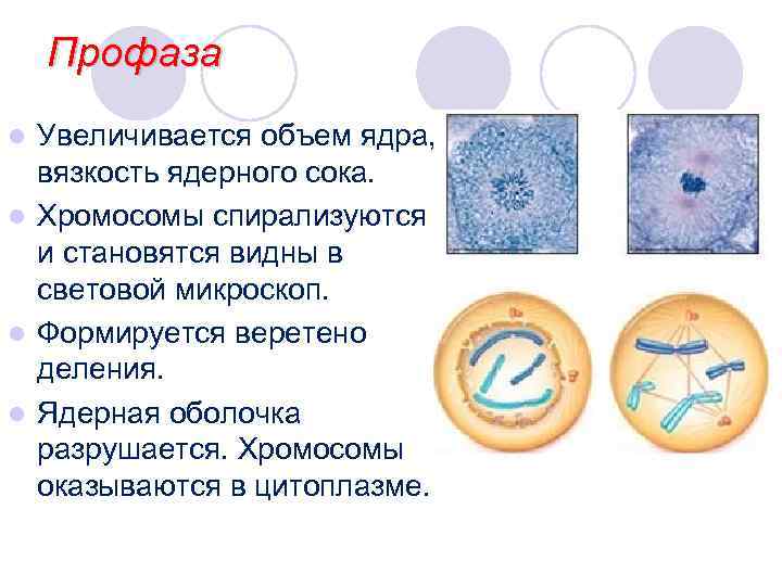 Профаза Увеличивается объем ядра, вязкость ядерного сока. l Хромосомы спирализуются и становятся видны в