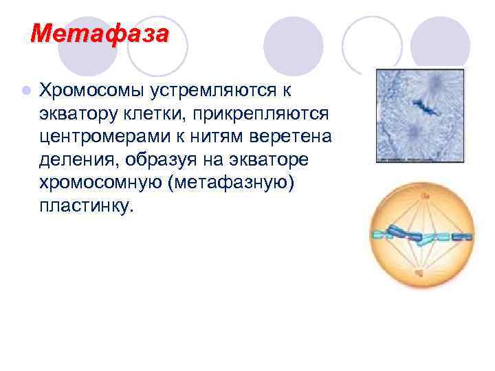 Метафаза l Хромосомы устремляются к экватору клетки, прикрепляются центромерами к нитям веретена деления, образуя