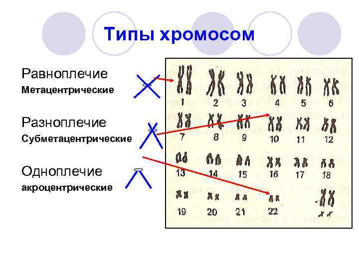 Цитологическая карта хромосом