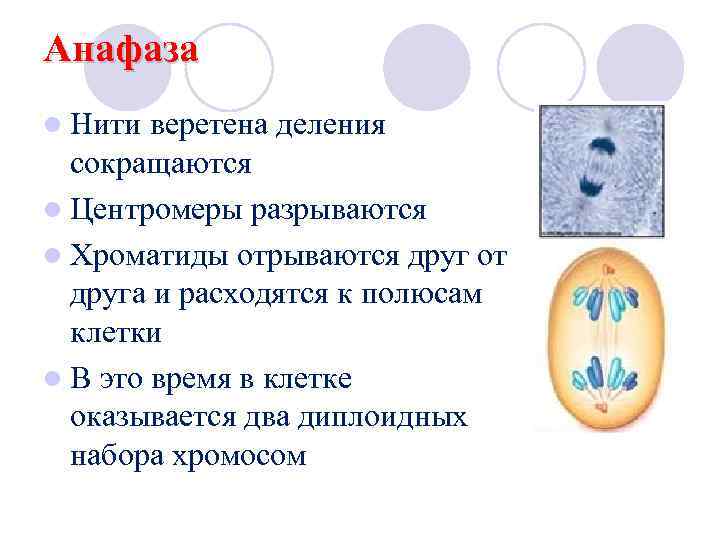 Анафаза l Нити веретена деления сокращаются l Центромеры разрываются l Хроматиды отрываются друг от