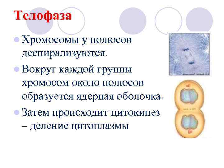 Телофаза l Хромосомы у полюсов деспирализуются. l Вокруг каждой группы хромосом около полюсов образуется
